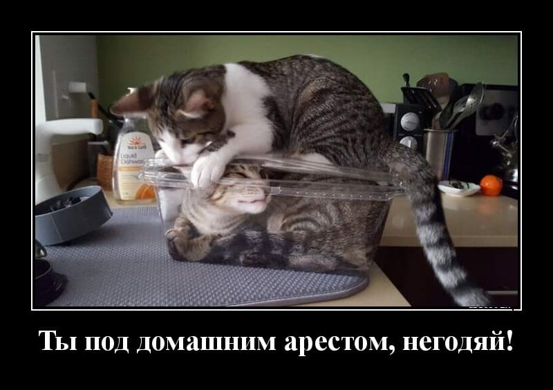 Пятничные демотиваторы и домашний арест