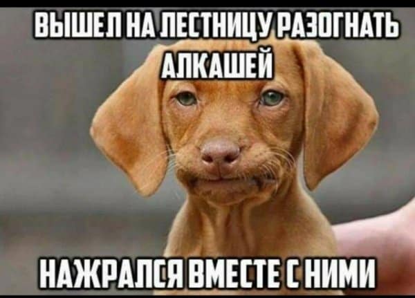 Пост алкогольного юмора на выходные и новые друзья на лестнице