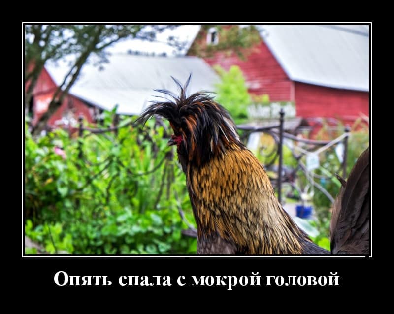 Смешные демотиваторы и когда лег с мокрыми волосами