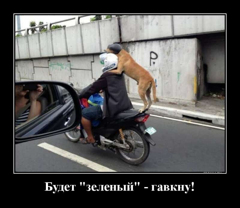 Новые демотиваторы для настроения и зелёный свет