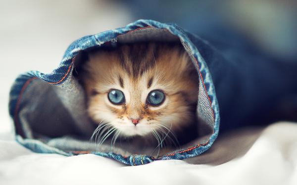 25 фотографий животных, которые понравятся, если ты добрый