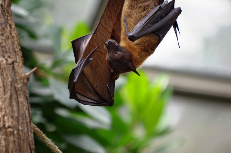 В Индии зафиксировали вспышку смертельного вируса Nipah