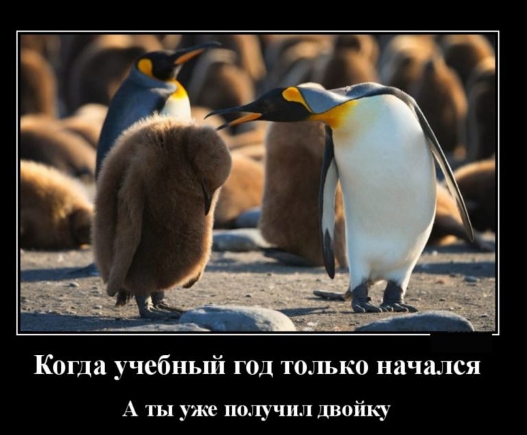 Демотиваторы для поддержания уровня серотонина и двойка