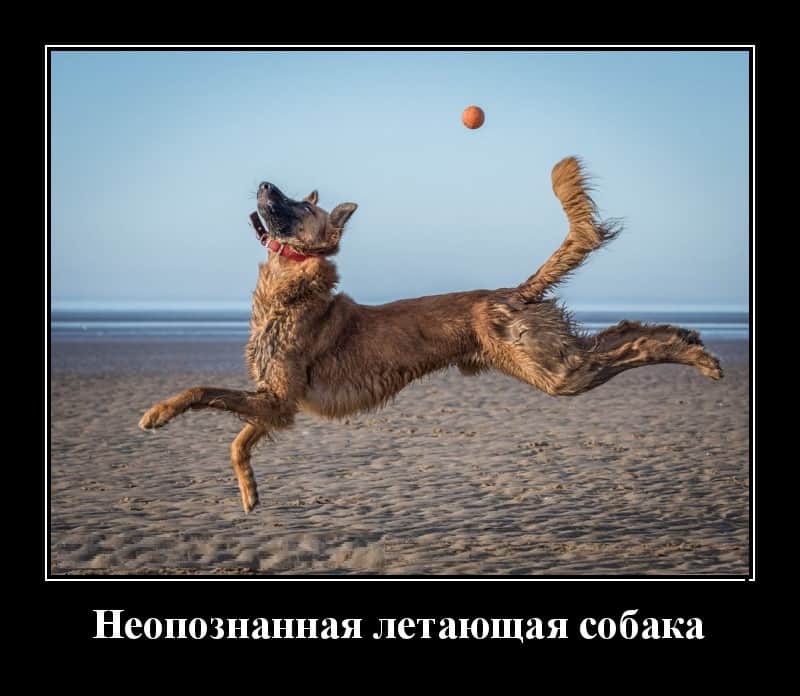 Смешные демотиваторы и летающая собака