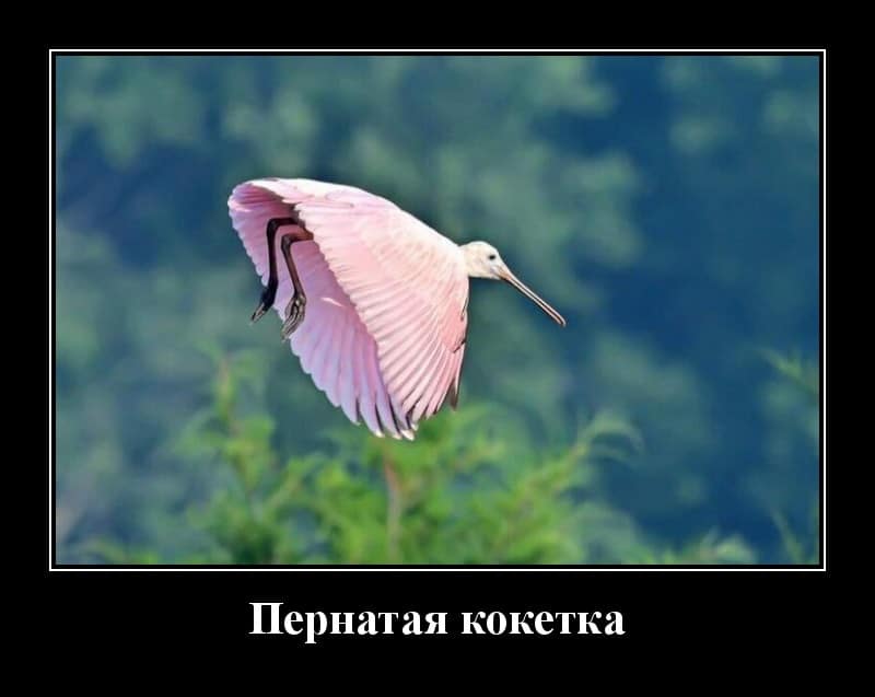 Новенькие демотиваторы и пернатая кокетка
