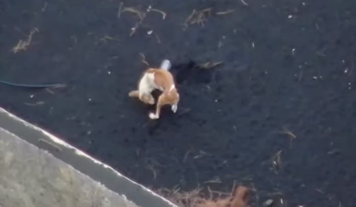 ВИДЕО: на острове Пальма дронами сбрасывают еду и воду для собак, застрявших в лаве