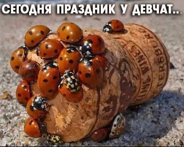 Пост алкогольного юмора на выходные и праздник у девчат