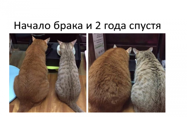 Какой характер Знаки зодиака показывают в семейной жизни?