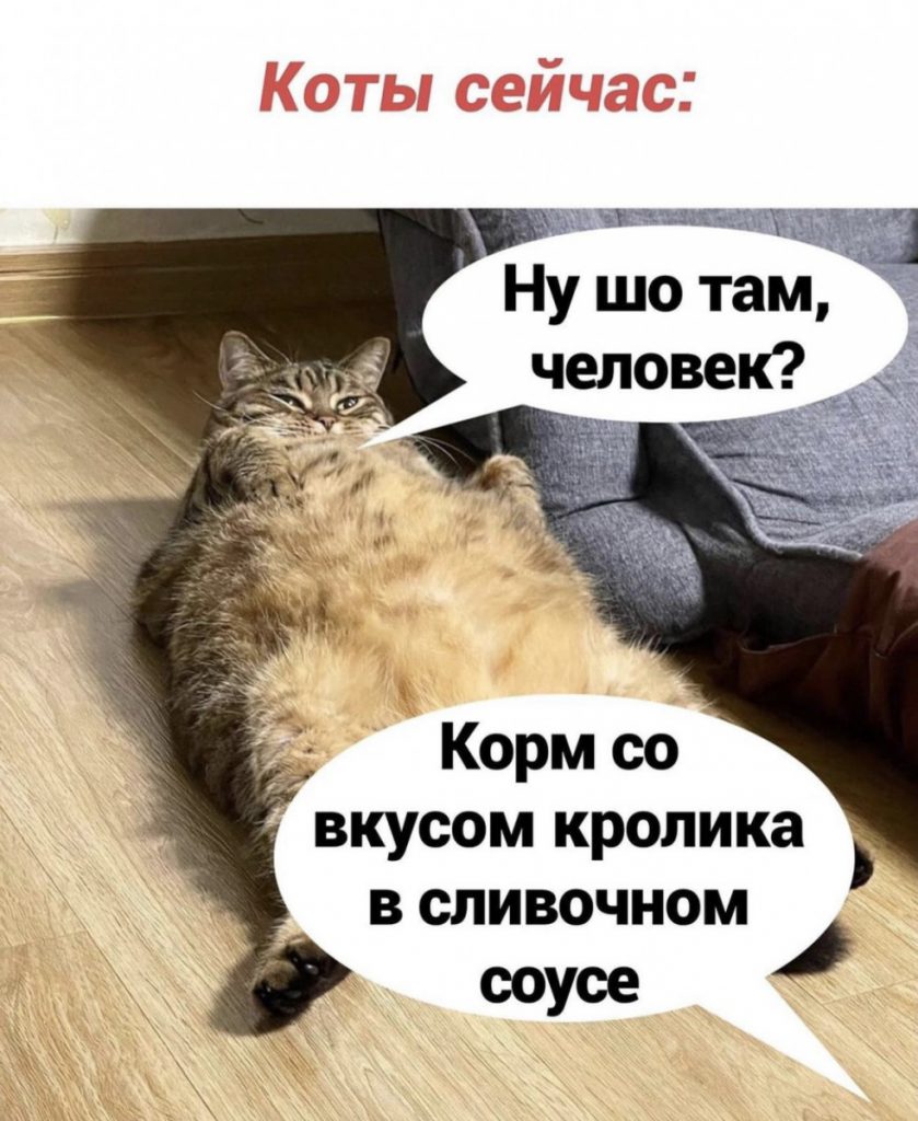 Юмор за день и заместитель | Mixnews