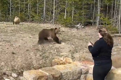 Дразнившая медведей американка попала в тюрьму
