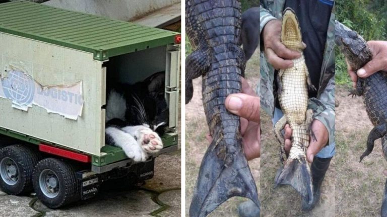 Неочевидные и невероятные находки и создания природы