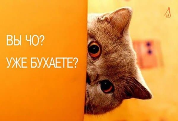 Пост алкогольного юмора на выходные и котик все видит