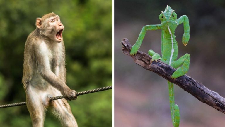 Победители конкурса Comedy Wildlife Photography Awards 2021 года
