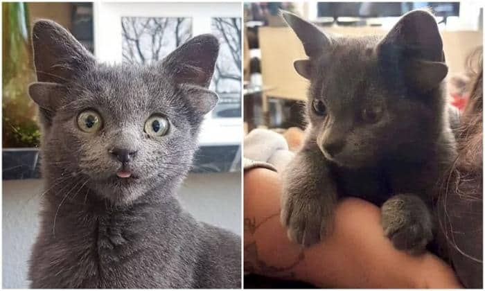 Наш мимиметр сломался: кошечка с четырьмя ушками покоряет Instagram