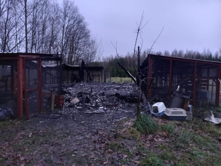 В пожаре в приюте для животных погиб 21 кот