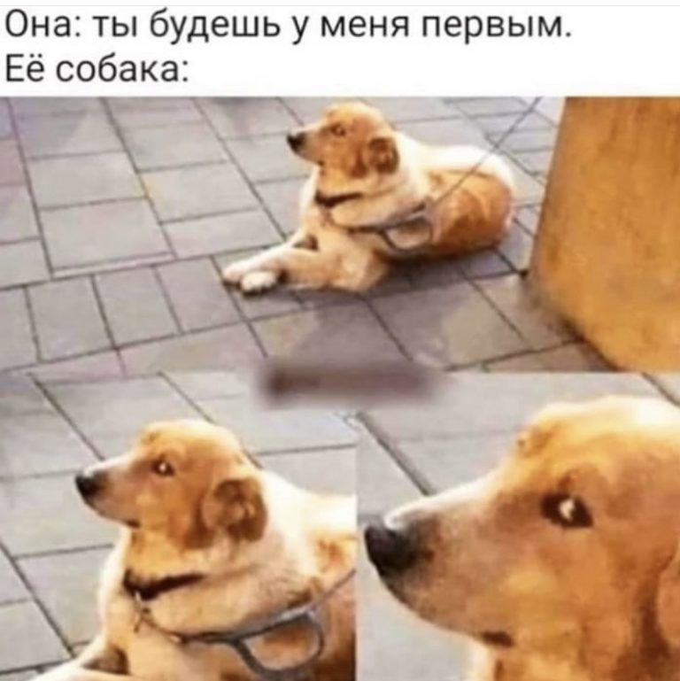 Юмор за день и собака, которая слишком много знает