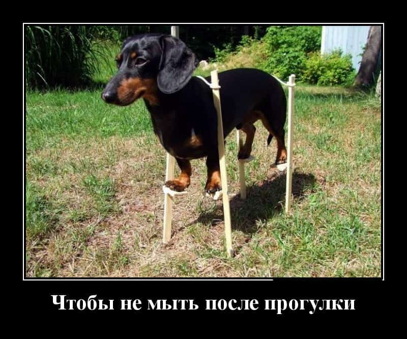 Забавные жизненные демотиваторы и такса