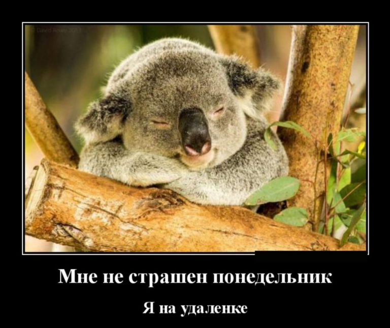 Свежие демотиваторы и не так страшен понедельник