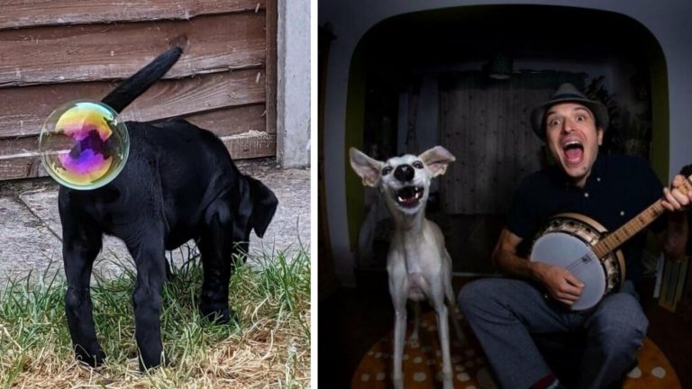 18 самых смешных фото животных с конкурса Comedy Pet Photography