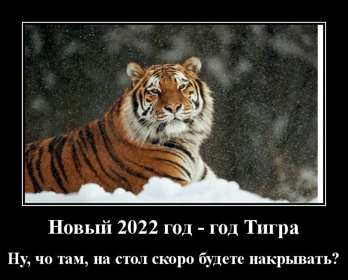 Демотиваторы на утро и Год Тигра