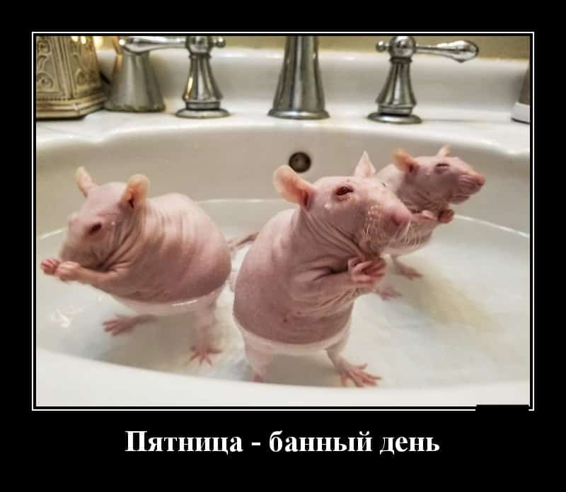 Новые демотиваторы и пятница банный день