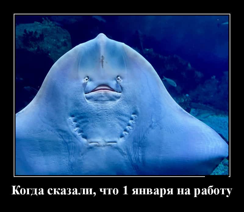 Новые демотиваторы и когда узнал, что 1 января на работу