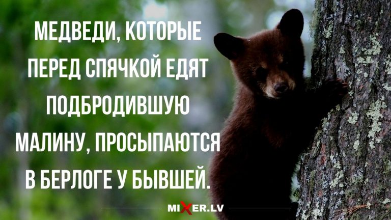 Юмор за день и медведи в спячке