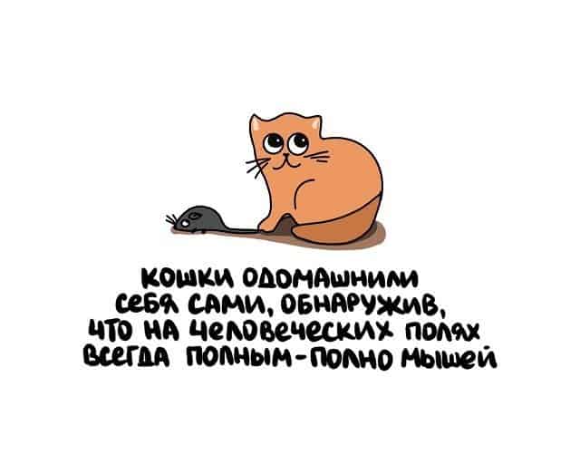 От домашних кошек до кислорода на Марсе: интересные факты, которых вы не знали