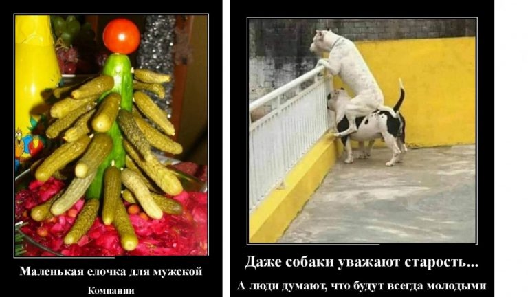 Демотиваторы за вторник и мужская ёлочка