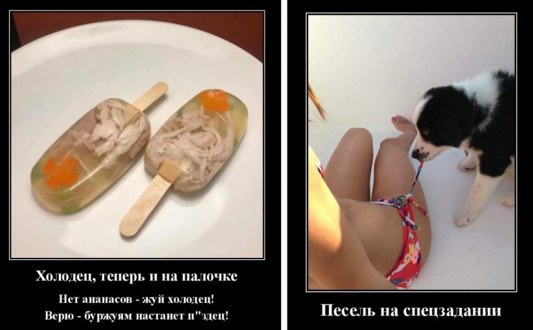 Новые демотиваторы и собака — раздевака