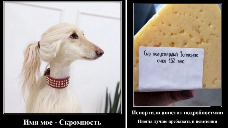 Новые демотиваторы и сама Скромность