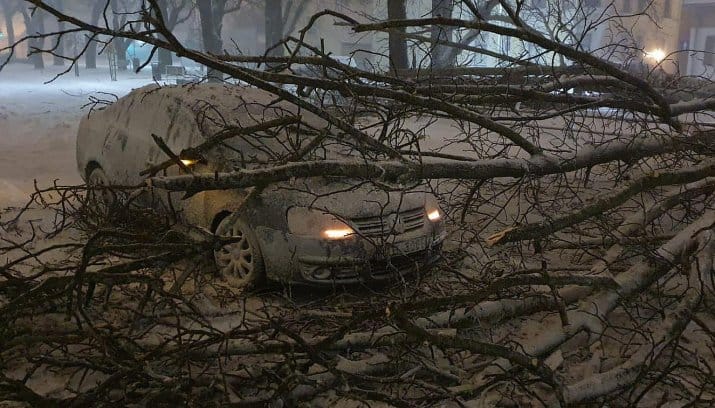 В Вентспилсе штормовой ветер повалил 70 деревьев