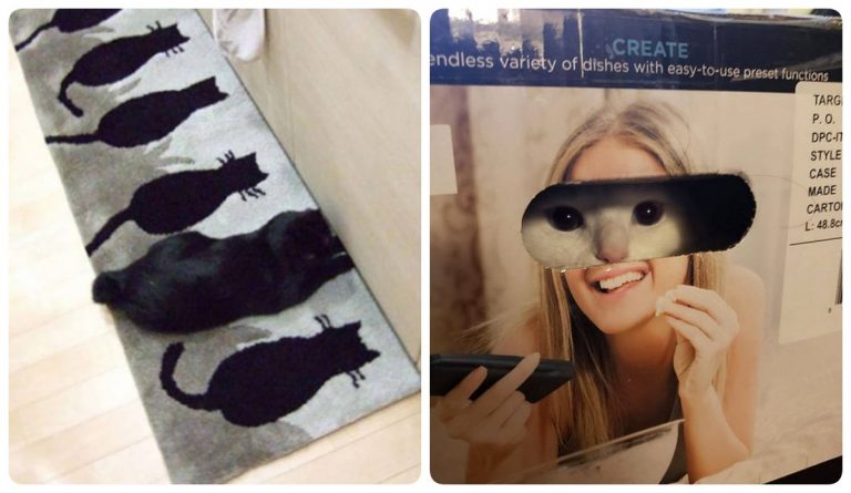 Найди кота: 20+ фоторебусов для нескучного вечера