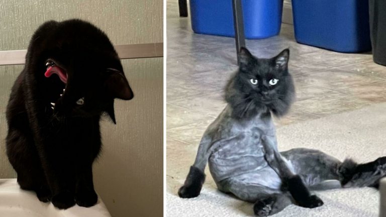 30 котов с ошибкой в программе, которые вышли из строя и, кажется ремонту не подлежат