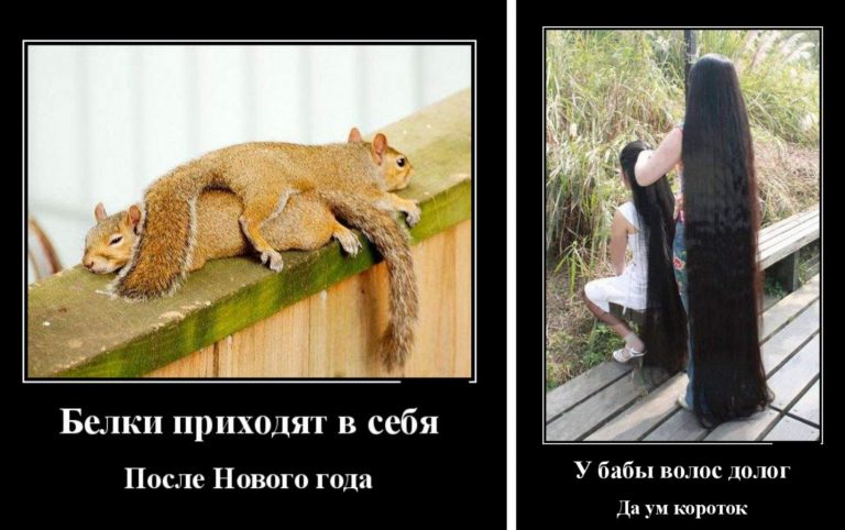 Новые демотиваторы и белки после нового года