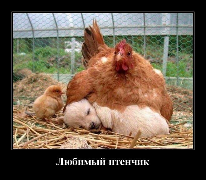 Новые демотиваторы и любимый птенчик