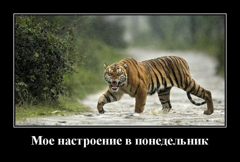 Новые демотиваторы и настроения в понедельник