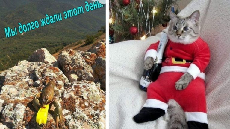 Рак свистящий на горе и другие фото приколы на утро