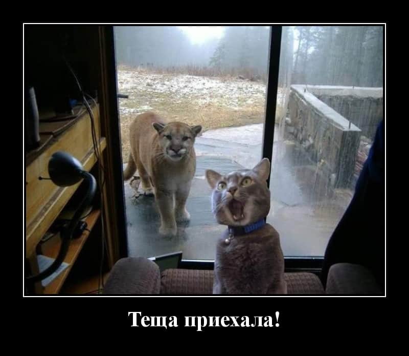 Новые демотиваторы и приезд тёщи