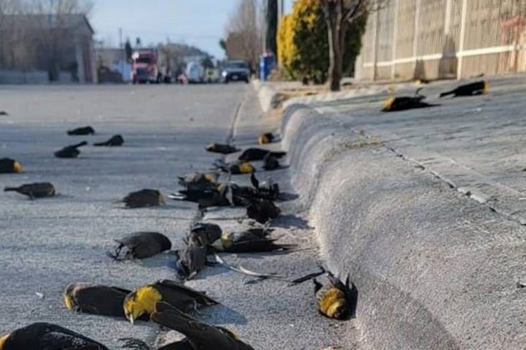 Сотни птиц замертво упали с неба в Мексике