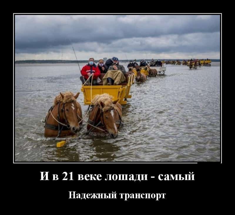 Новые демотиваторы и лошадь — надежный транспорт