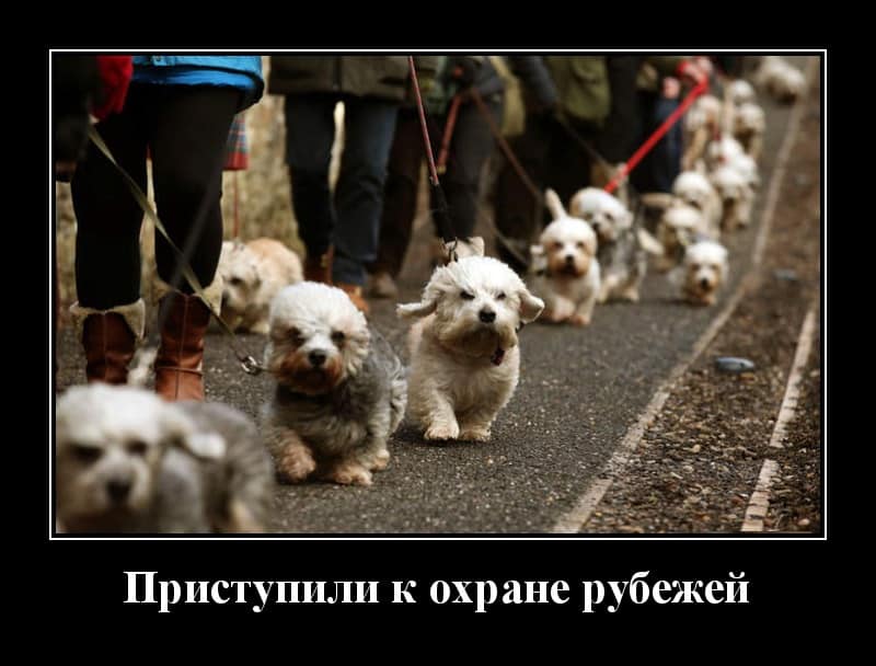 Новые демотиваторы и охрана границы