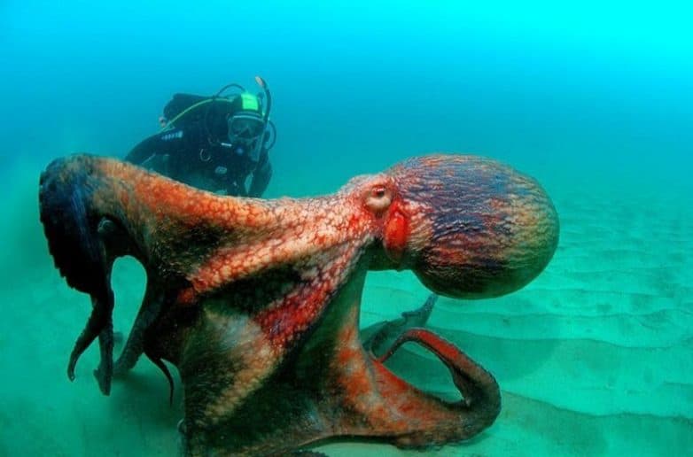 Фотографии из морских глубин, которые вызывают всплеск адреналина