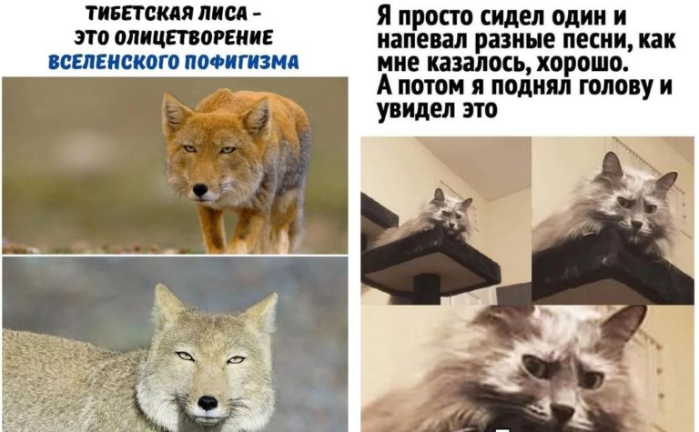 Шерстяные шутки и мемы про братьев наших меньших