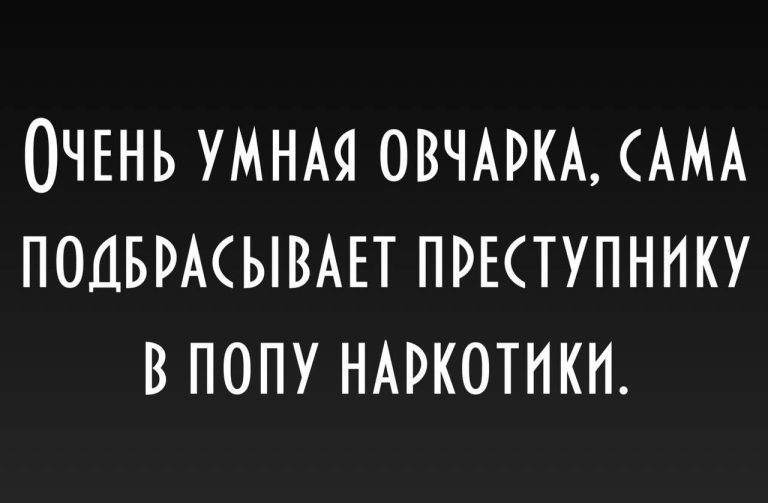 Юмор за день и очень умная собака