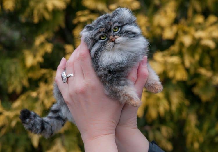 16 вещей, созданных людьми с золотыми руками и манула
