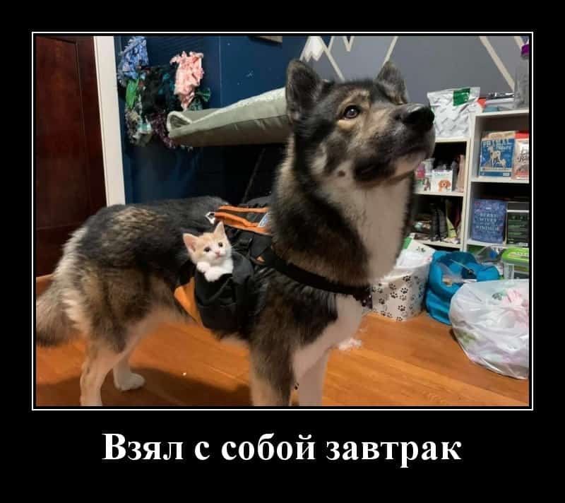 Новые демотиваторы и завтрак с собой
