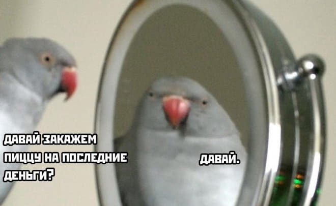 Прикольные картинки в среду пицца на последние деньги