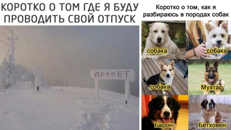 Фото приколы в понедельник и разбираемся в породах собак
