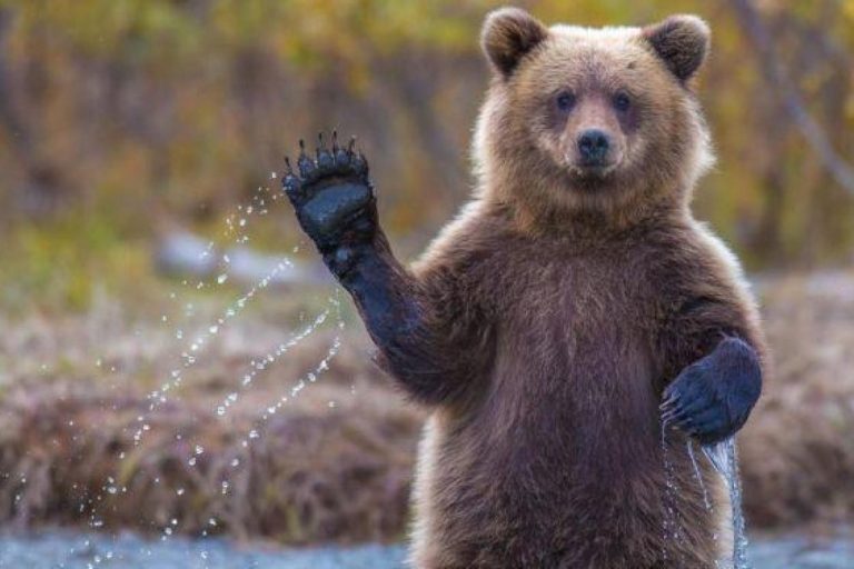 Одного из медведей, заходивших кормиться на ферму — усыпили